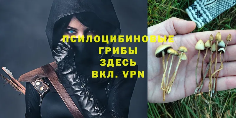 Галлюциногенные грибы Psilocybe Зерноград